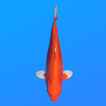 Koï Japon D. Orenji O. éleveur Kawakami 33-41cm