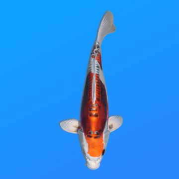 Koï Japon Beni Kikokuryu éleveur Kawakami 33-41cm