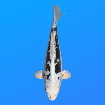 Koï Japon Kikokuryu éleveur Kawakami 33-41cm