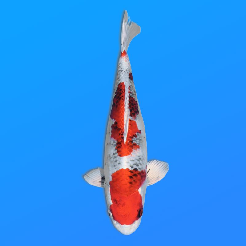 Koï Japon Kin Showa éleveur Kanno 28-42cm