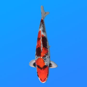 Koï Japon Kin Showa éleveur Kanno 28-42cm