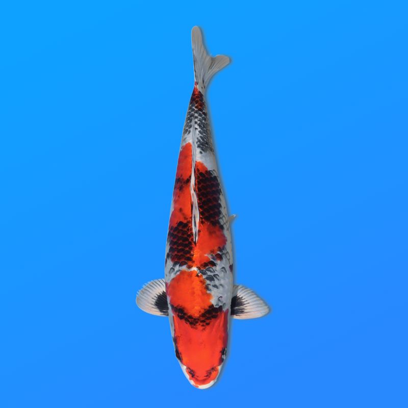 Koï Japon Kin Showa éleveur Kanno 28-42cm
