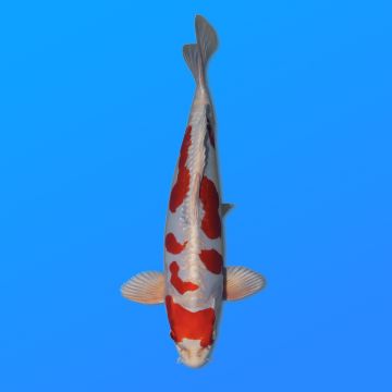 Koï Japon Kikusui éleveur Kanno 28-42cm