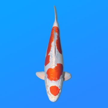 Koï Japon M. Kikusui éleveur Kanno 28-42cm