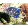 Pomacanthus Annularis 2-3 cm (Elevage)