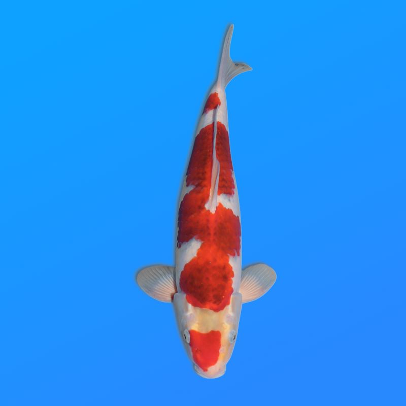 Koï Japon Goromoi éleveur Kanno 28-42cm