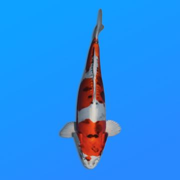 Koï Japon YamaKiko éleveur Kanno 28-42cm