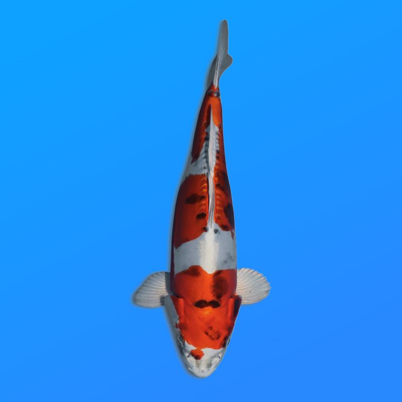 Koï Japon YamaKiko éleveur Kanno 28-42cm