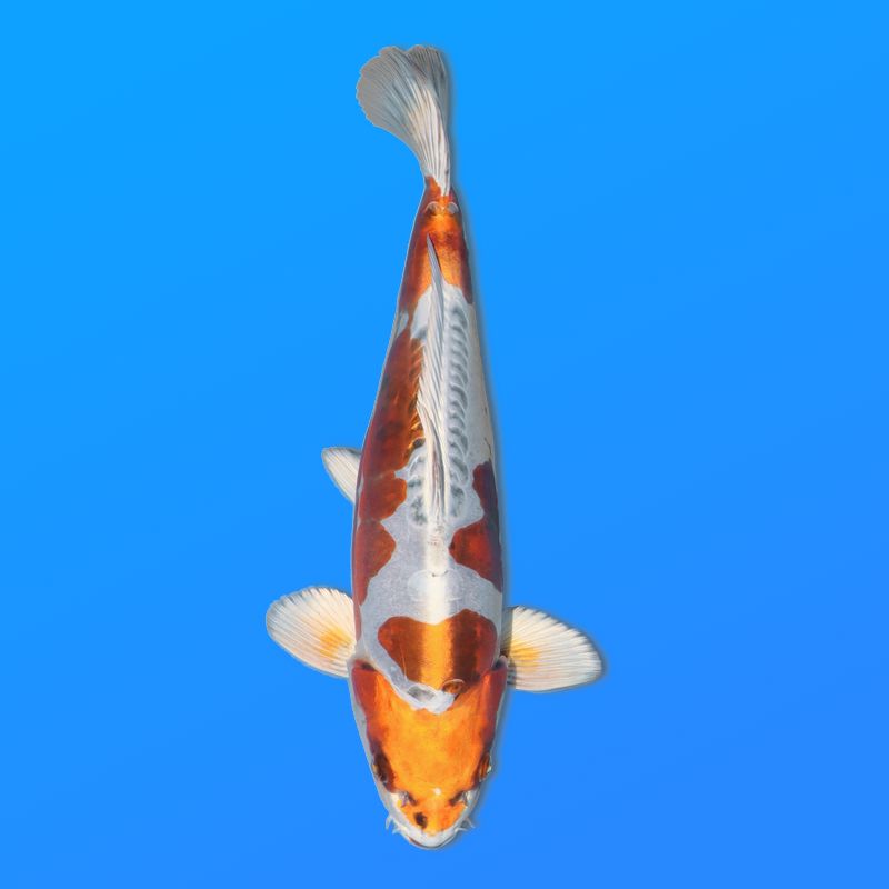 Koï Japon D. Kogane éleveur Kanno 28-42cm