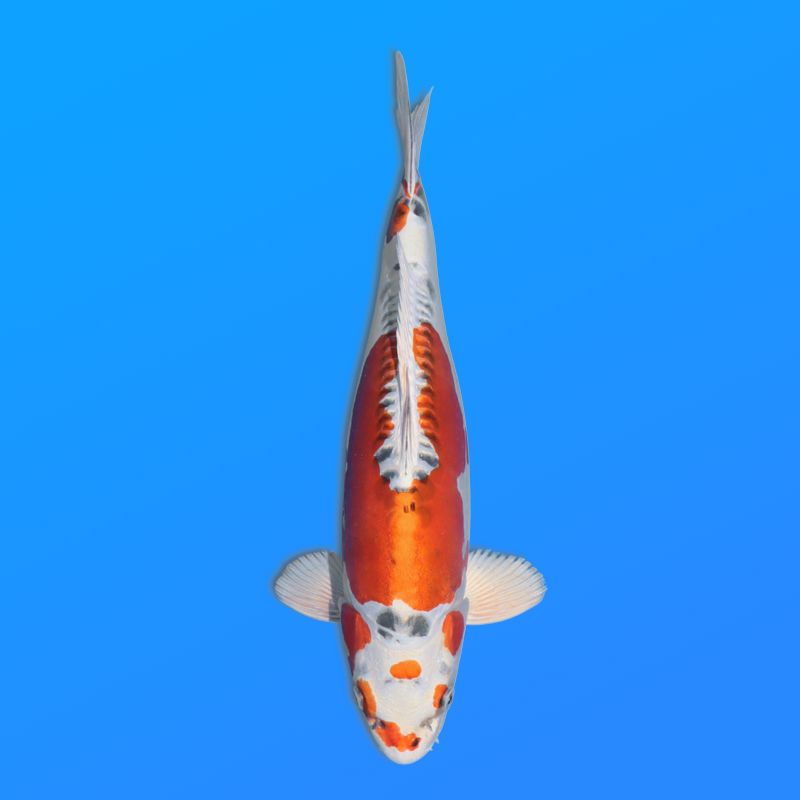 Koï Japon D. Kujaku éleveur Kanno 28-42cm