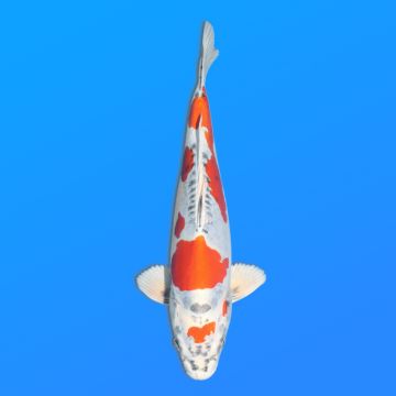 Koï Japon Beni Kikokuryu éleveur Kanno 28-42cm