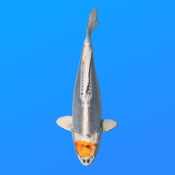 Koï Japon D. T. BeniKiko éleveur Kanno 28-42cm