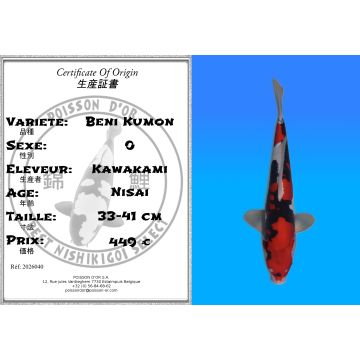 Koï Japon Beni Kumon éleveur Kawakami 33.41cm