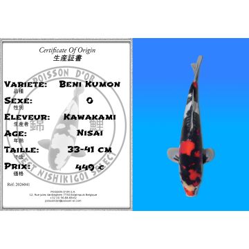 Koï Japon Beni Kumon éleveur Kawakami 33.41cm