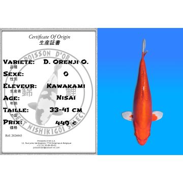 Koï Japon D. Orenji O. éleveur Kawakami 33-41cm