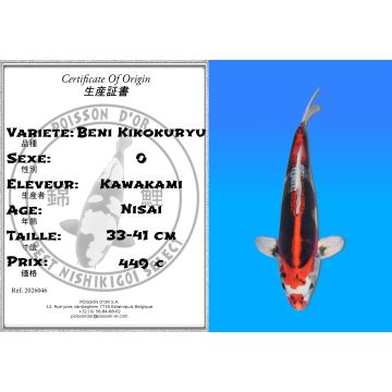 Koï Japon Beni Kikokuryu éleveur Kawakami 33-41cm