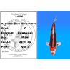 Koï Japon Beni Kikokuryu éleveur Kawakami 33-41cm