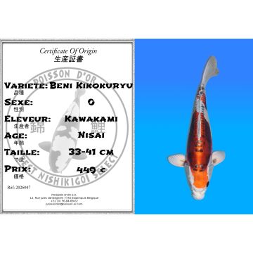 Koï Japon Beni Kikokuryu éleveur Kawakami 33-41cm