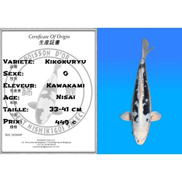 Koï Japon Kikokuryu éleveur Kawakami 33-41cm