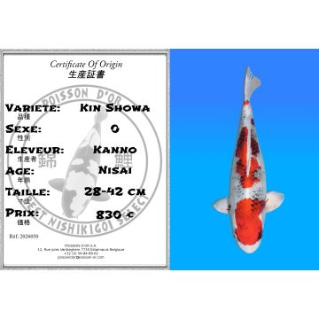 Koï Japon Kin Showa éleveur Kanno 28-42cm