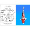Koï Japon Kin Showa éleveur Kanno 28-42cm