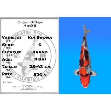 Koï Japon Kin Showa éleveur Kanno 28-42cm
