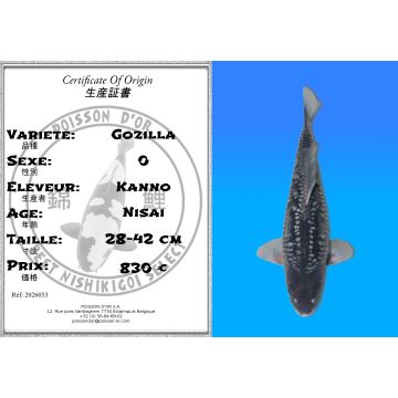 Koï Japon Gozilla éleveur Kanno 28-42cm