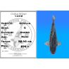 Koï Japon Gozilla éleveur Kanno 28-42cm