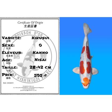 Koï Japon Kikusui éleveur Kanno 28-42cm
