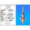Koï Japon Kikusui éleveur Kanno 28-42cm