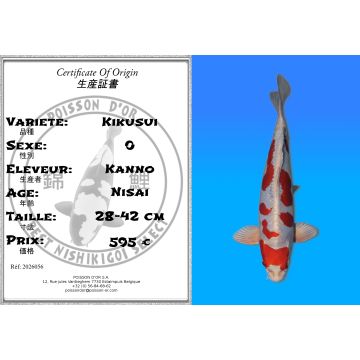 Koï Japon Kikusui éleveur Kanno 28-42cm