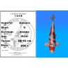 Koï Japon Kikusui éleveur Kanno 28-42cm