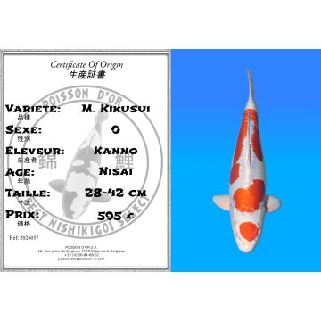 Koï Japon M. Kikusui éleveur Kanno 28-42cm
