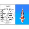 Koï Japon M. Kikusui éleveur Kanno 28-42cm