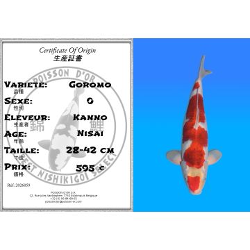 Koï Japon Goromoi éleveur Kanno 28-42cm