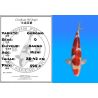 Koï Japon Goromoi éleveur Kanno 28-42cm