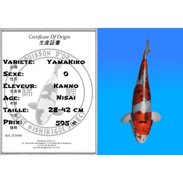 Koï Japon YamaKiko éleveur Kanno 28-42cm