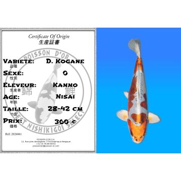 Koï Japon D. Kogane éleveur Kanno 28-42cm