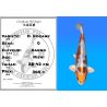 Koï Japon D. Kogane éleveur Kanno 28-42cm