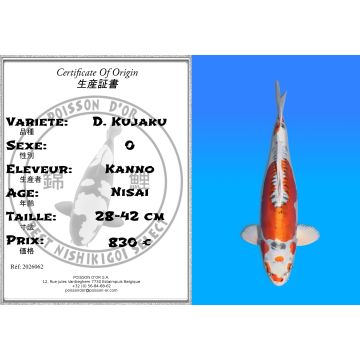 Koï Japon D. Kujaku éleveur Kanno 28-42cm