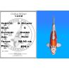 Koï Japon D. Kujaku éleveur Kanno 28-42cm