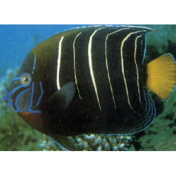 Pomacanthus Chrysurus adulte : 9-12 cm