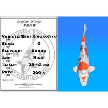 Koï Japon Beni Kikokuryu éleveur Kanno 28-42cm