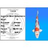 Koï Japon Beni Kikokuryu éleveur Kanno 28-42cm