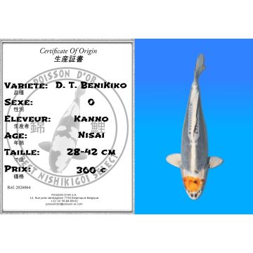 Koï Japon D. T. BeniKiko éleveur Kanno 28-42cm