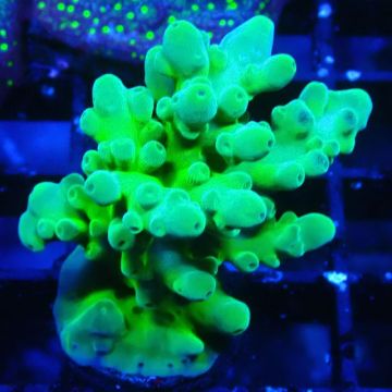 RAH Acropora austera Yellow 5G7