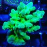 RAH Acropora austera Yellow 5G7