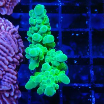 RAH Acropora austera Yellow 5G7