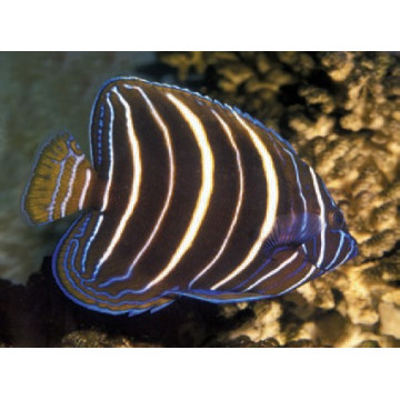 Pomacanthus Chrysurus juvenile : 5-7 cm  