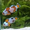 Amphiprion Ocellaris mocha storm 3-4 cm  élevage (LOT DE 2)